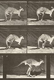 Kangaroo Walking on All Fours, Changing to Jumping (1887)